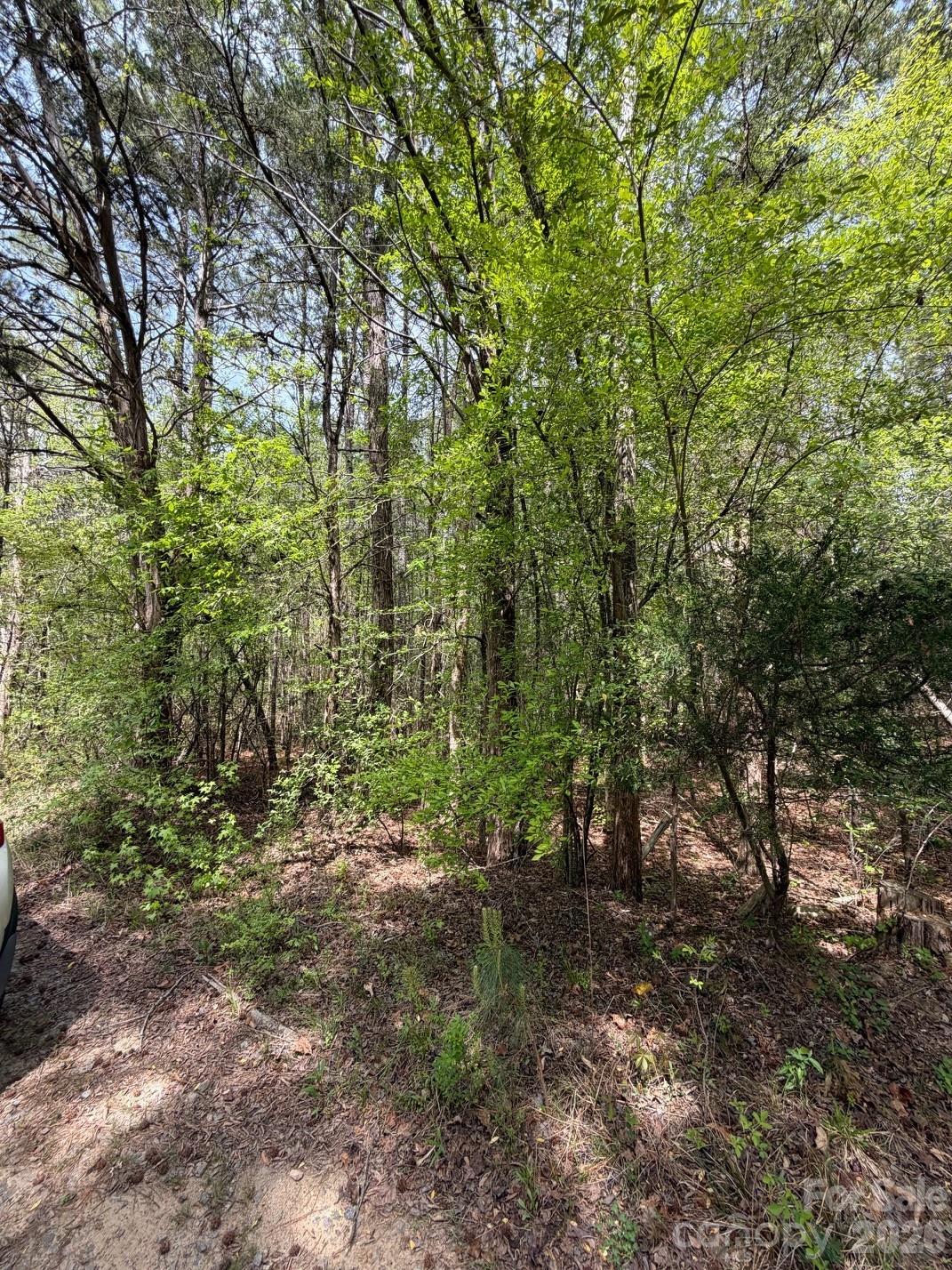 Wooded land with dense trees and leafy undergrowth around a bare patch of ground.