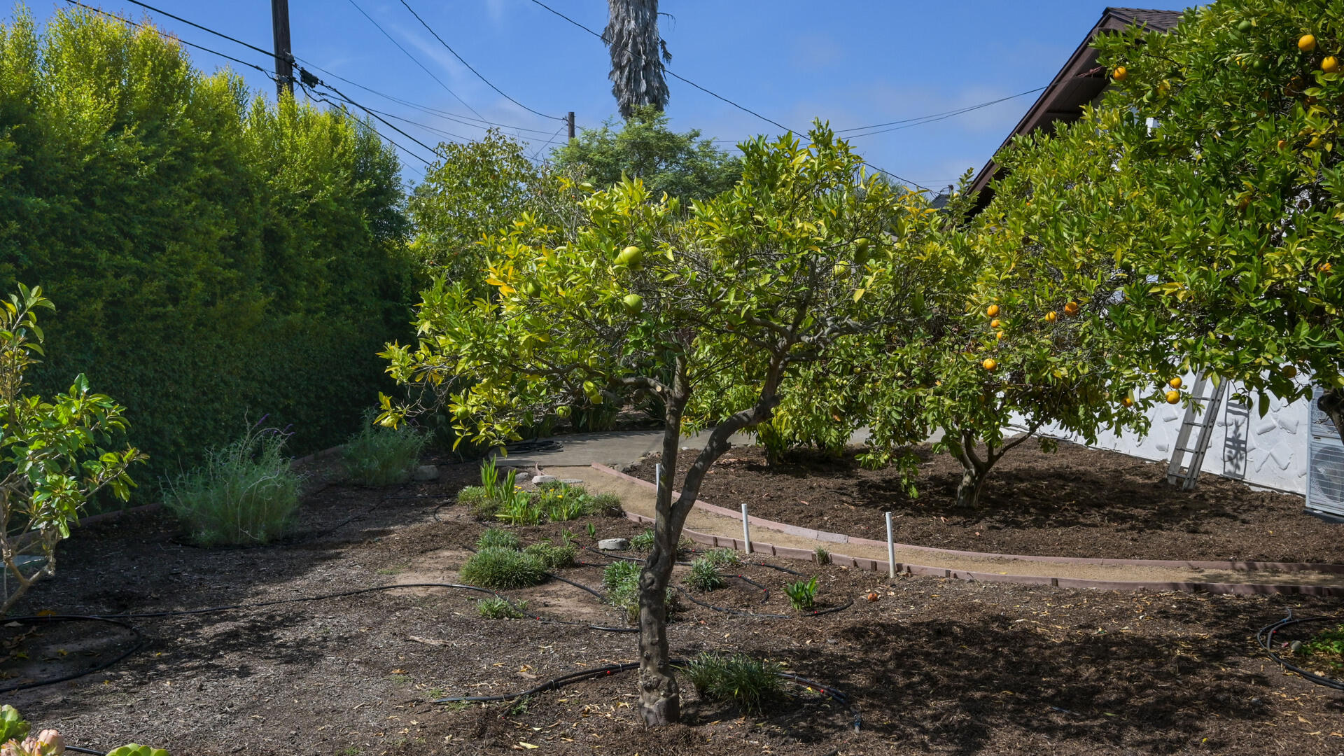 Backyard with fruiting citrus trees, mulched garden beds, and a tall privacy hedge.