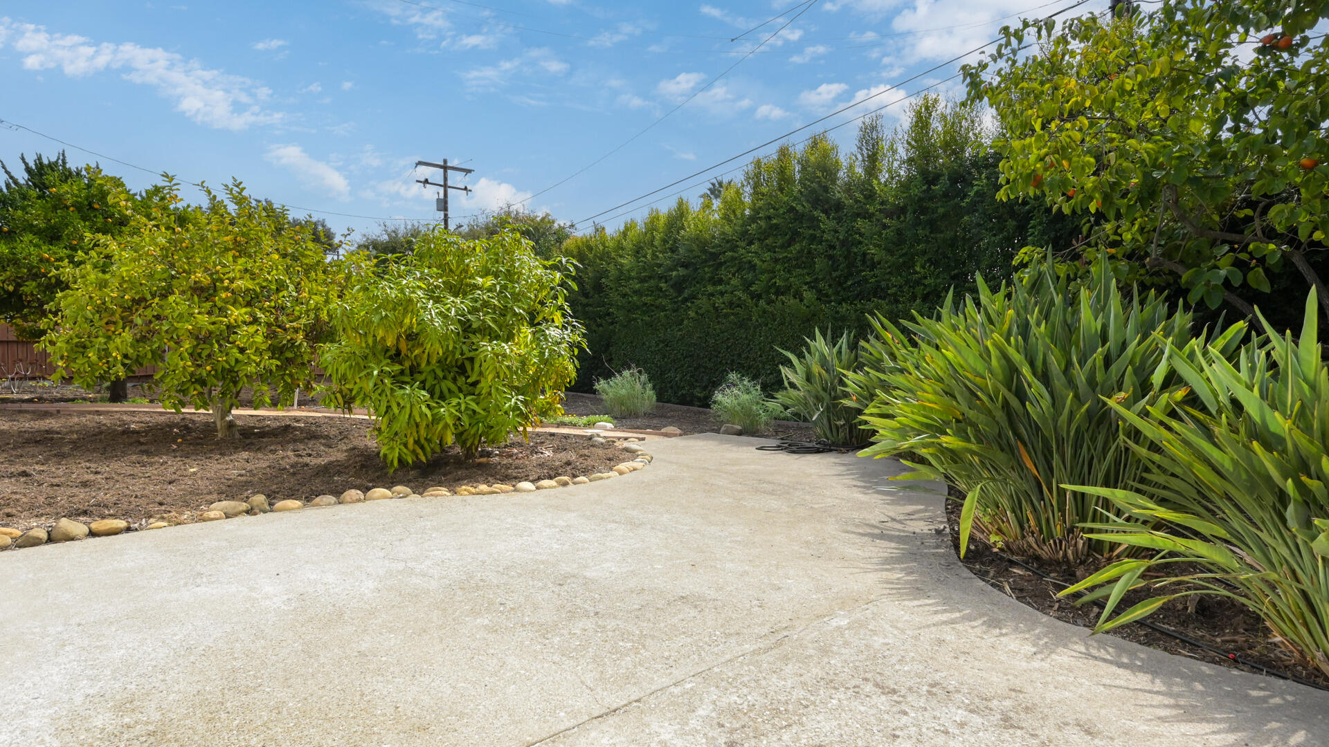 Curving concrete driveway bordered by fruit trees, tall hedges, and spiky garden plants.