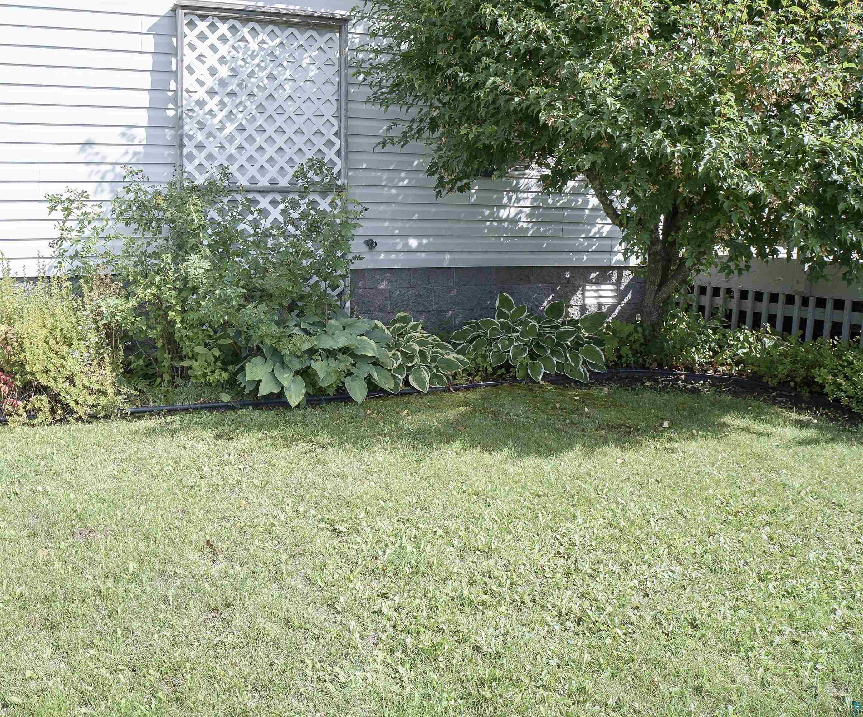 Grassy yard beside a light-sided house, with a lattice panel, leafy tree, and hostas.