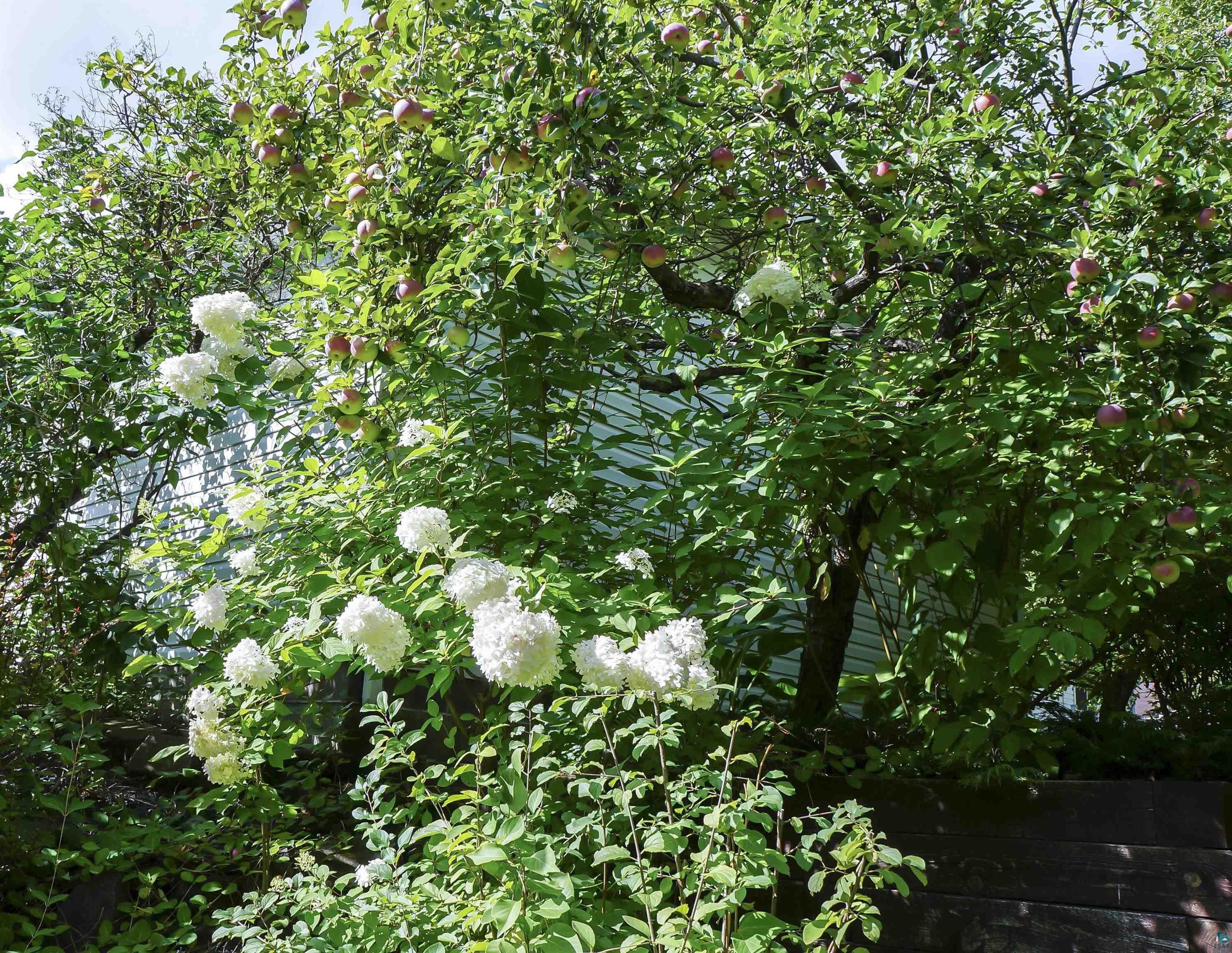 Garden with a fruiting apple tree and white flowering shrubs in front of the house.