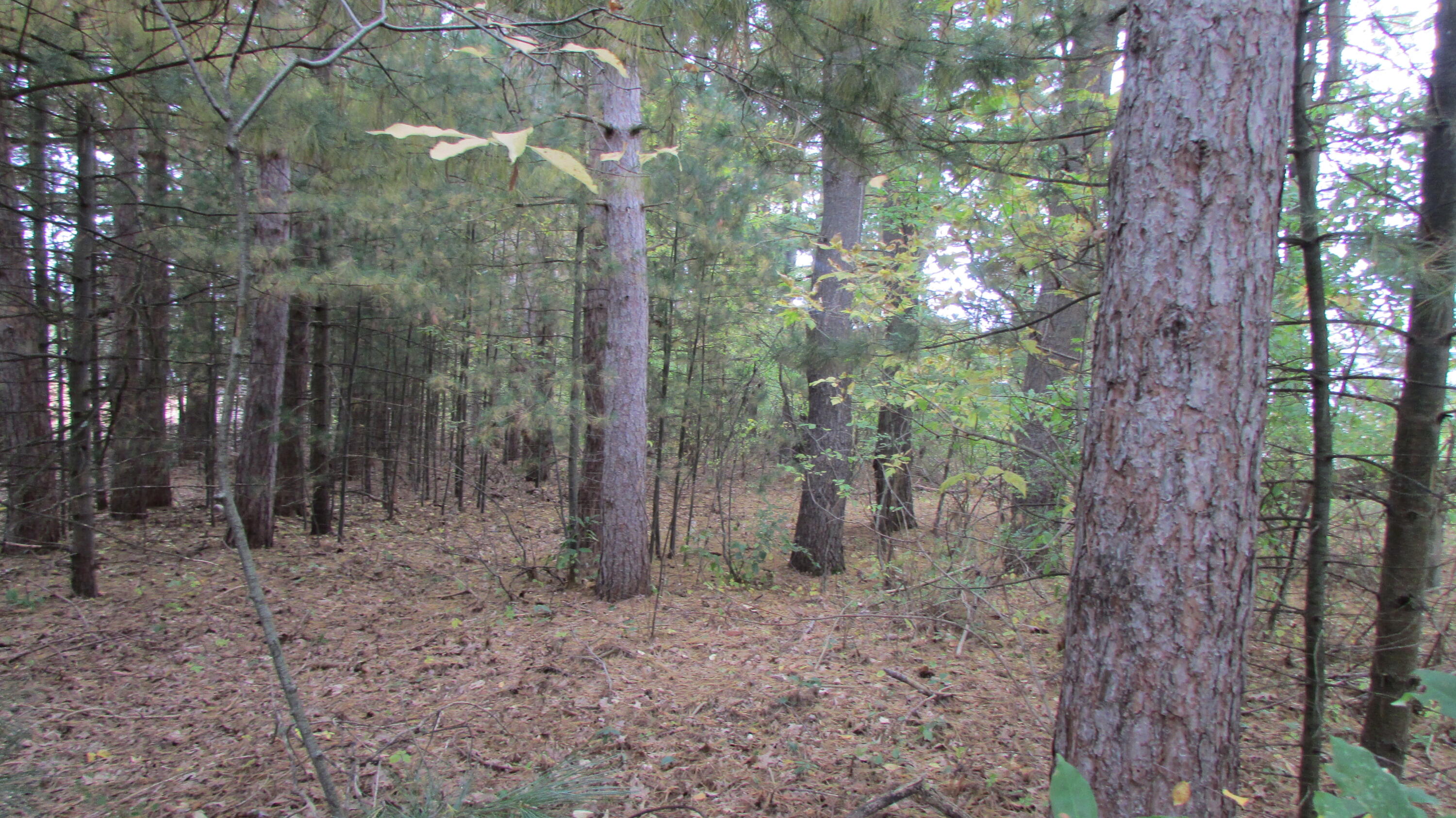 10549 Northland Drive NE