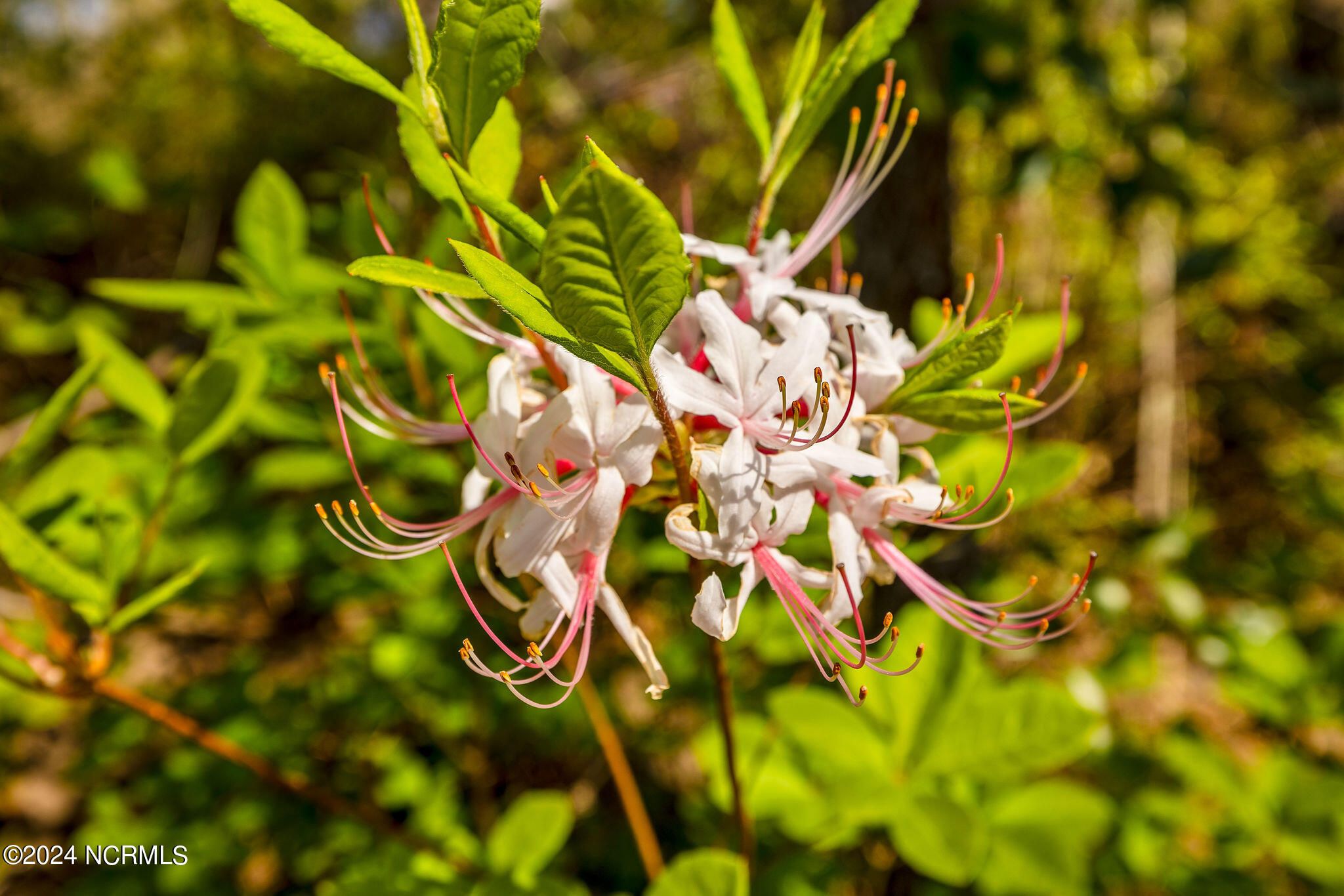 543 Esthwaite Drive SE