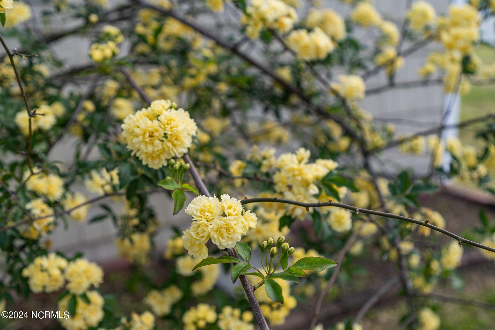 6212 Ambleside Drive