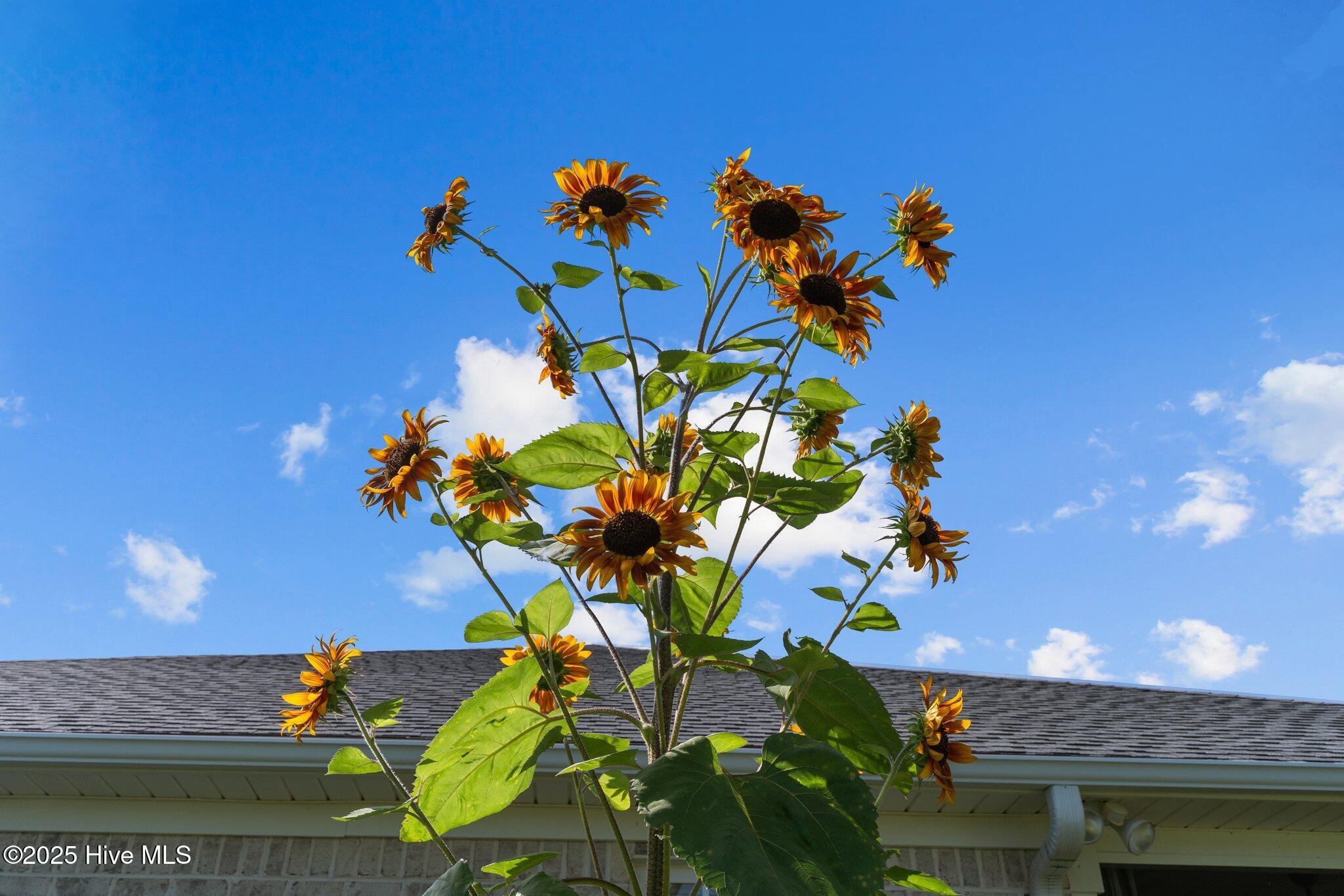 1128 Veranda Court