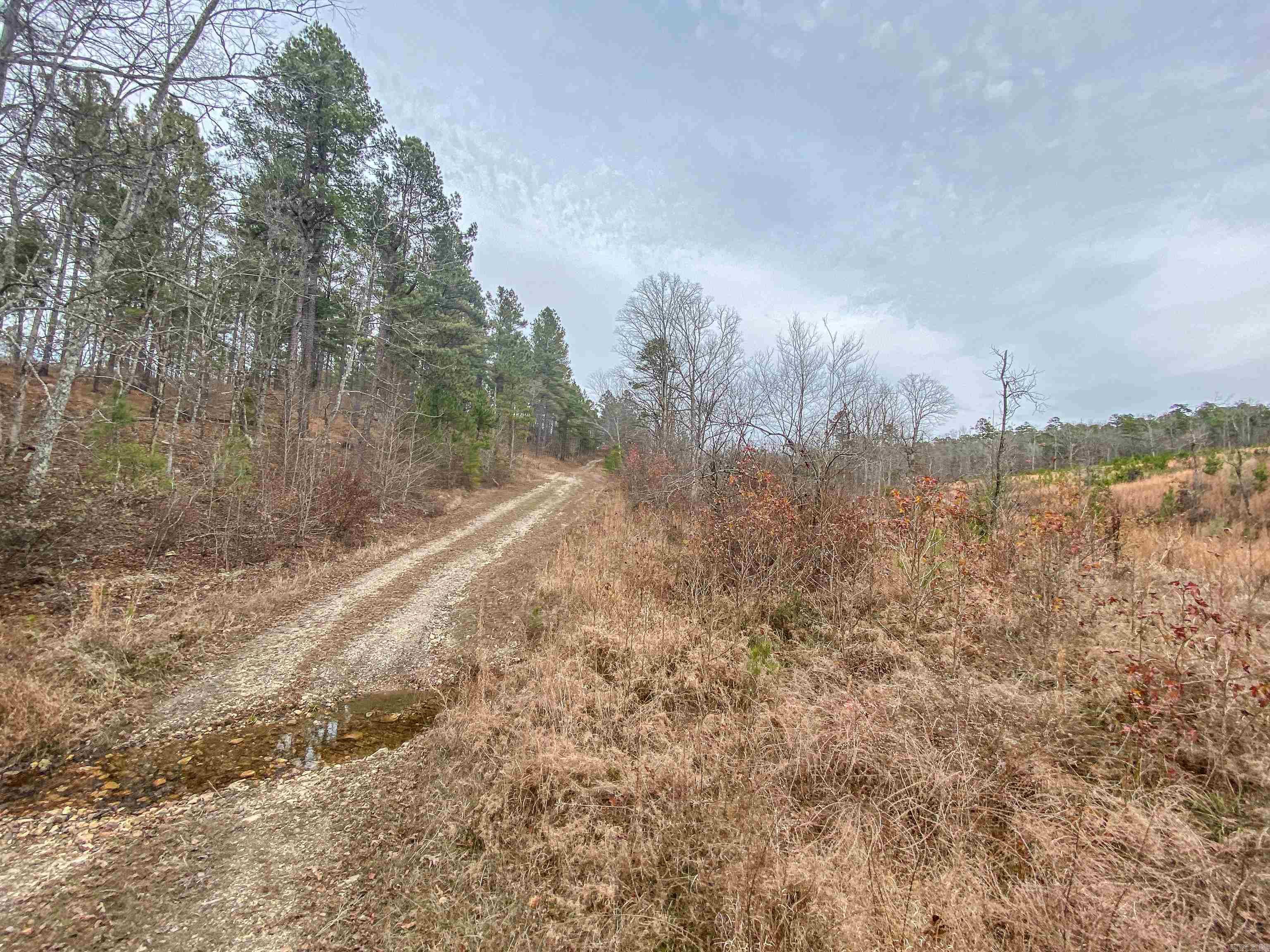 Shorthorn Lane