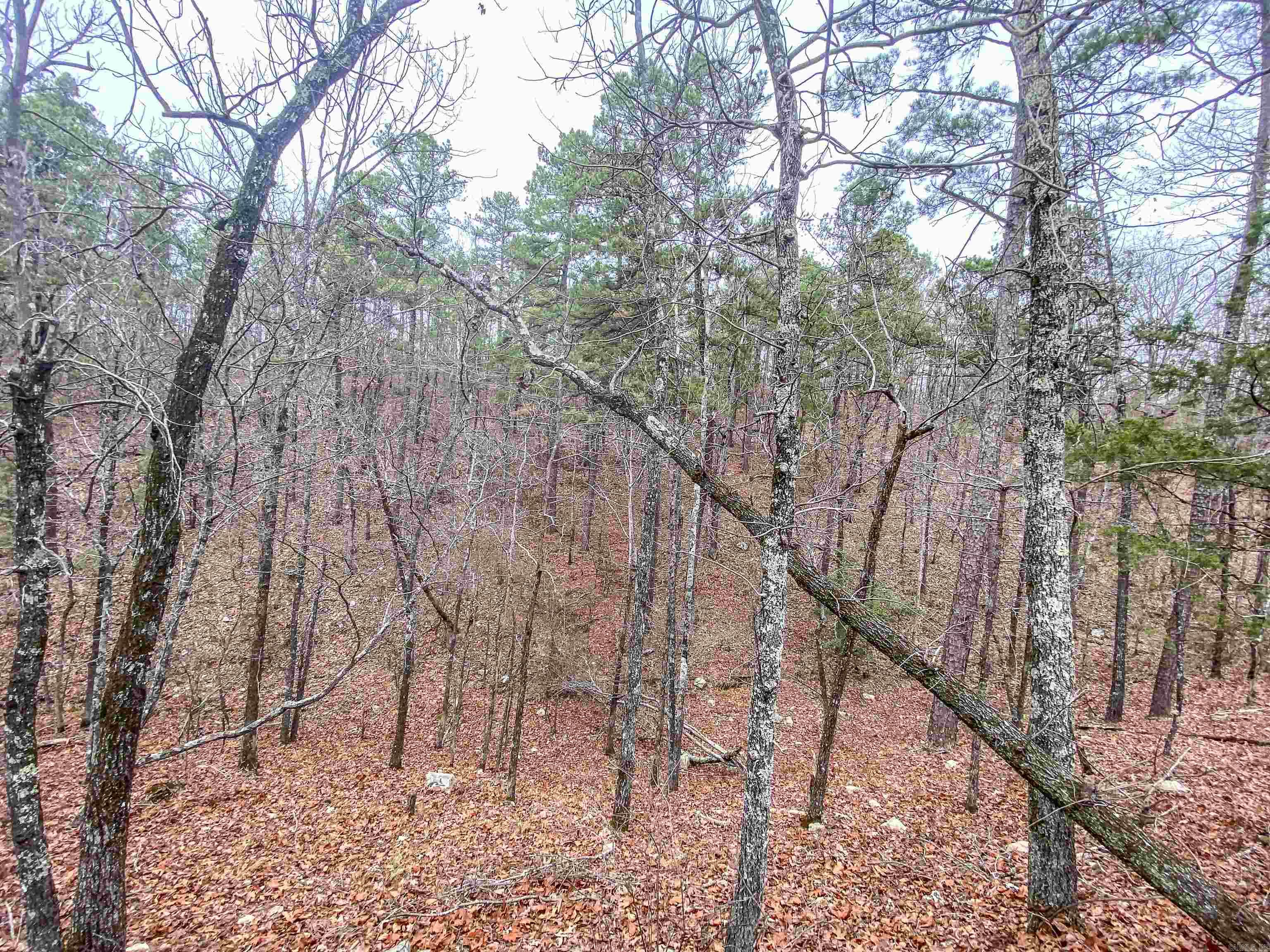 Shorthorn Lane