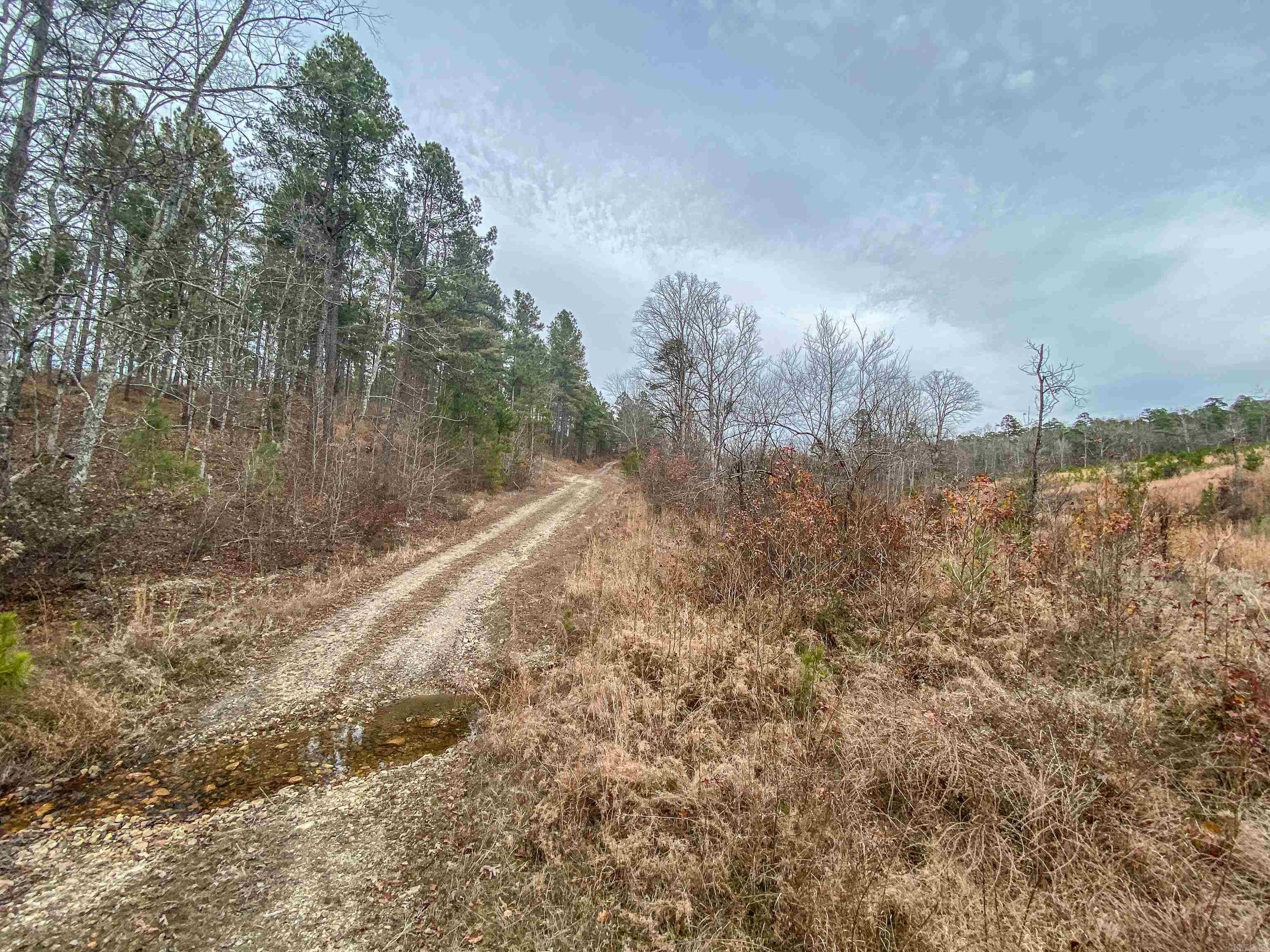 Shorthorn Lane