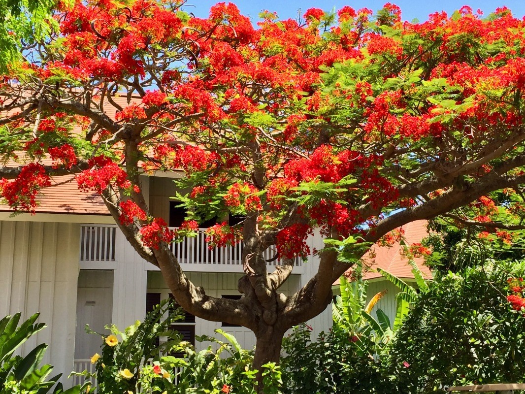 2253 Poipu Rd Unit: 154