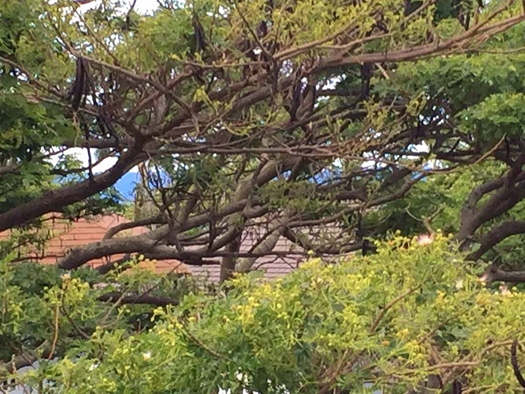 2253 POIPU RD 229
