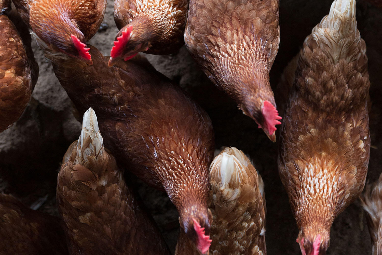 8187 Jack Island Drive