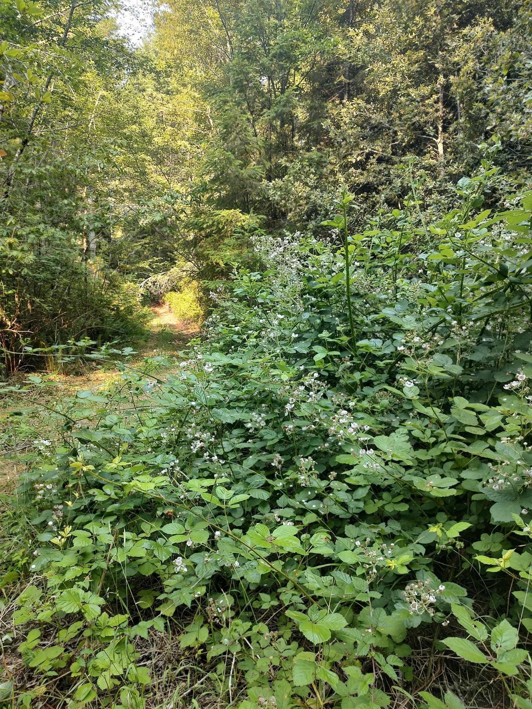 00 Low Divide Rd Road