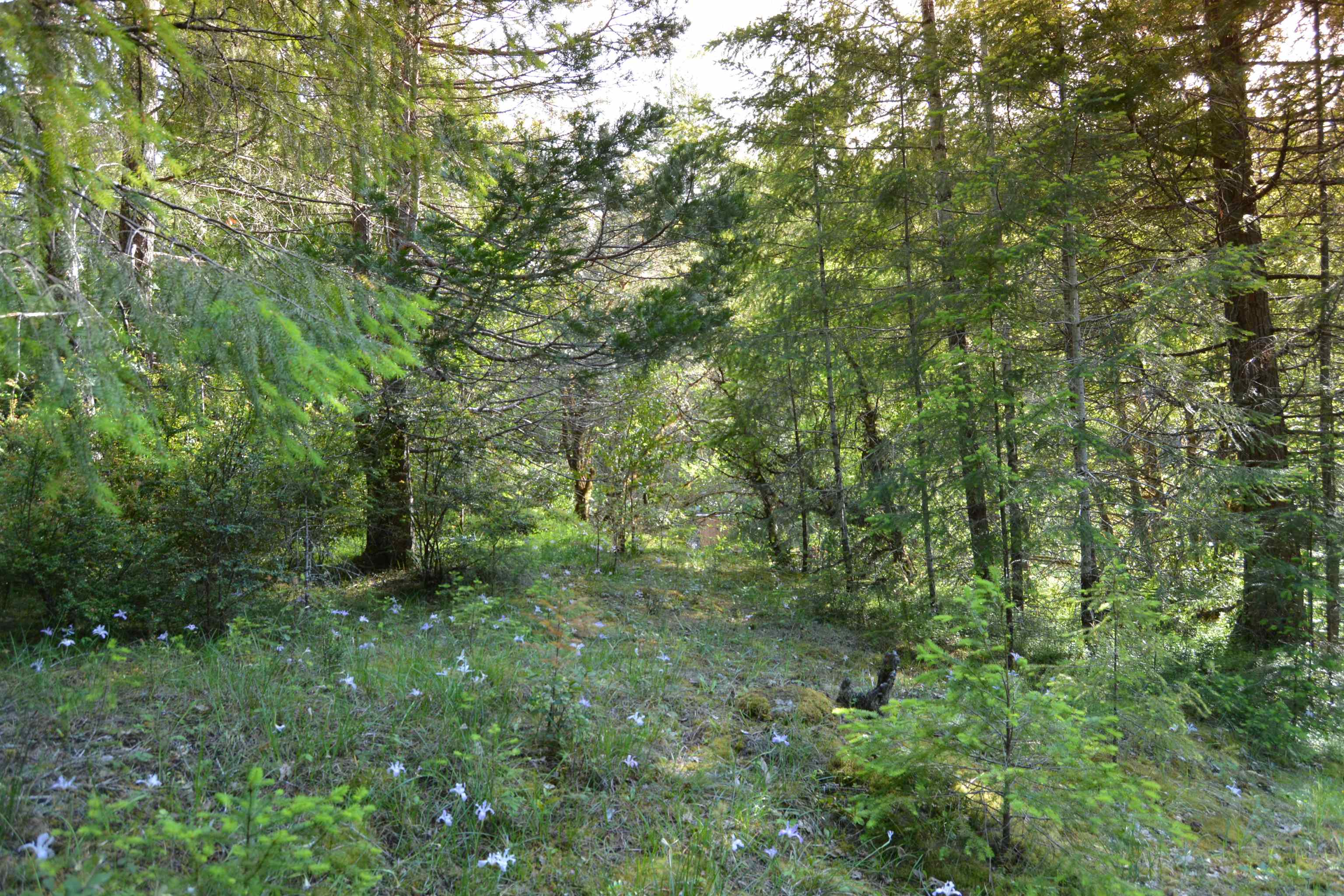 4405 Big Flat Road