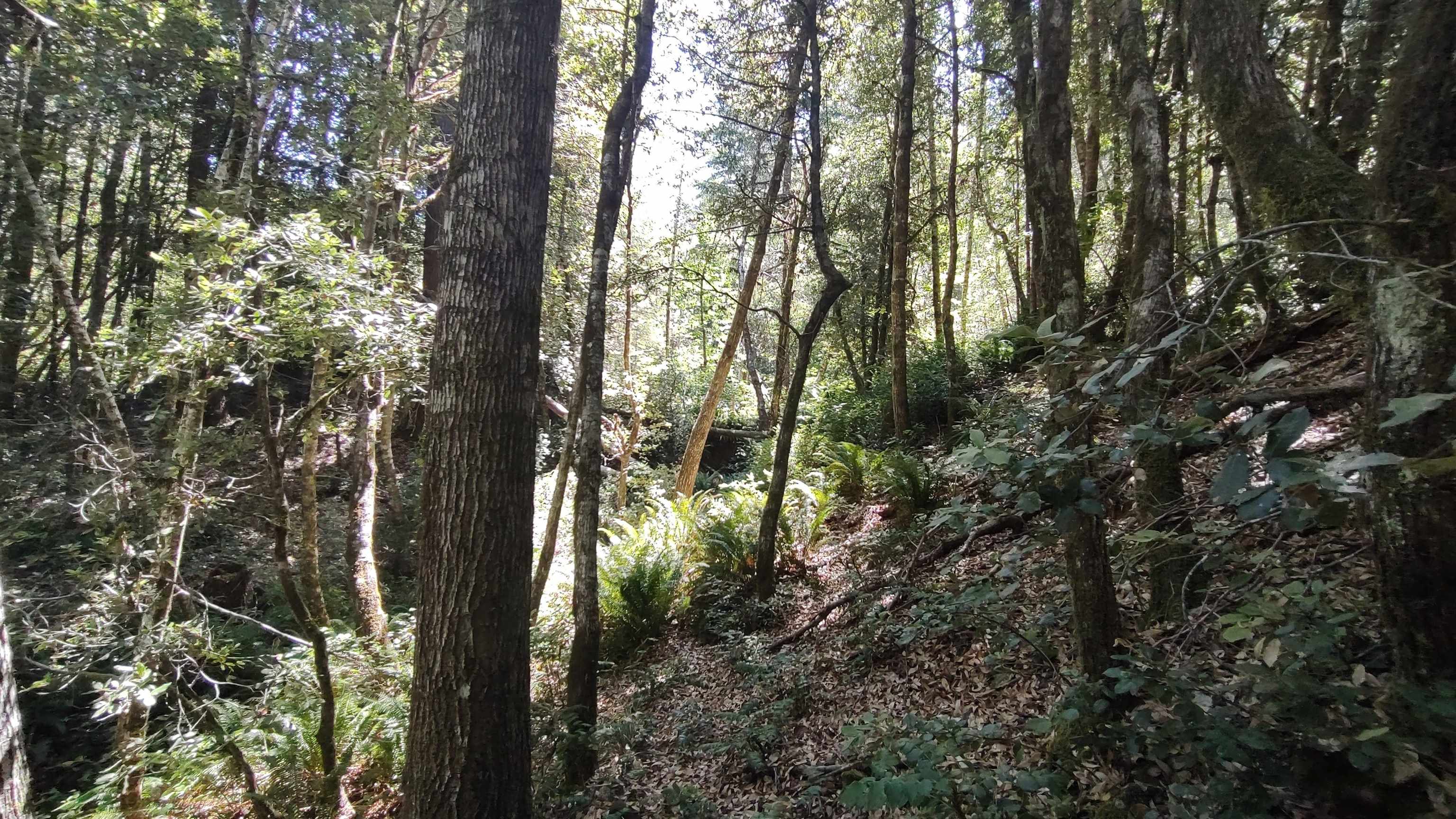 0 Feather Canyon