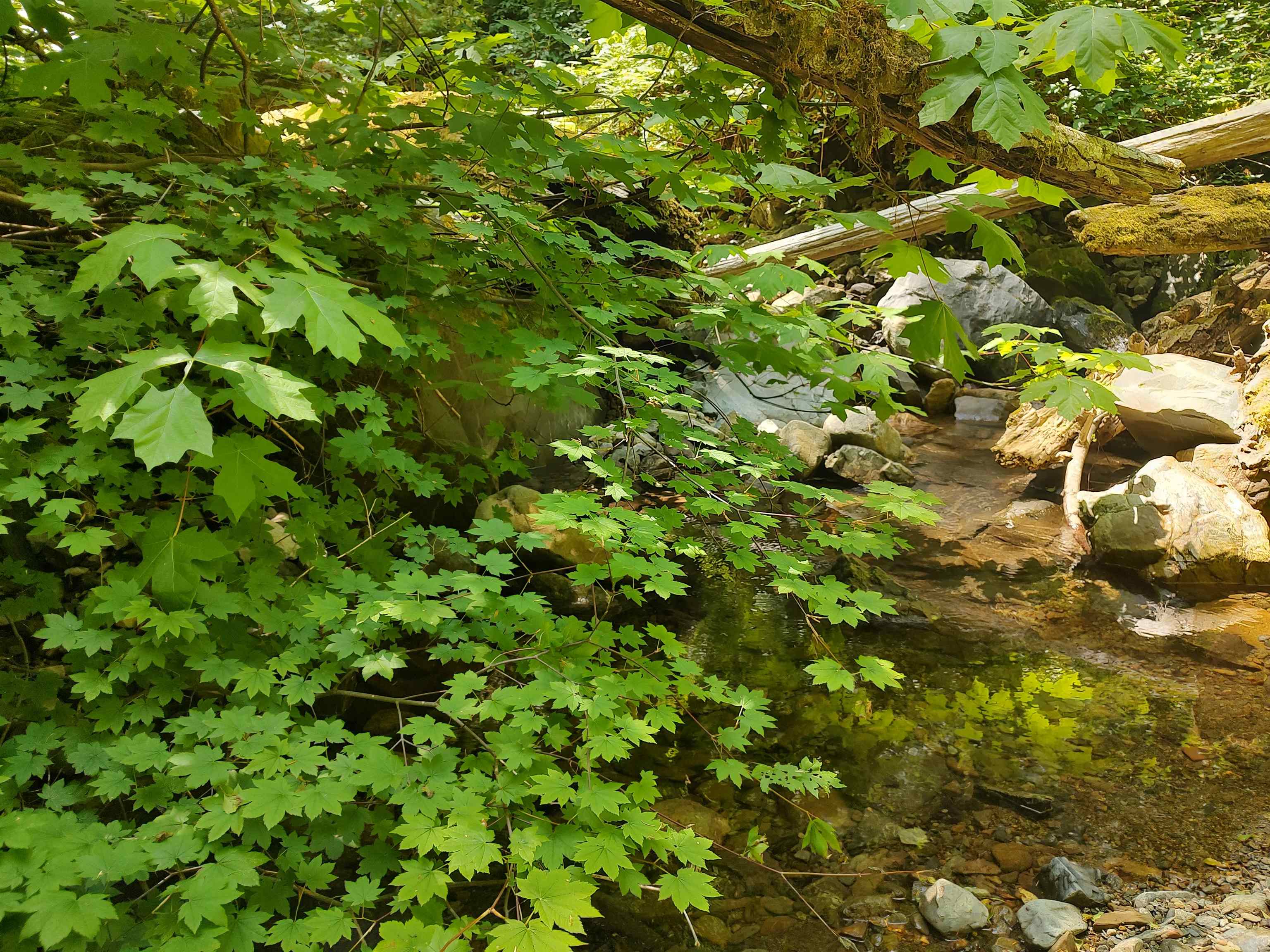 000 Rowdy Creek