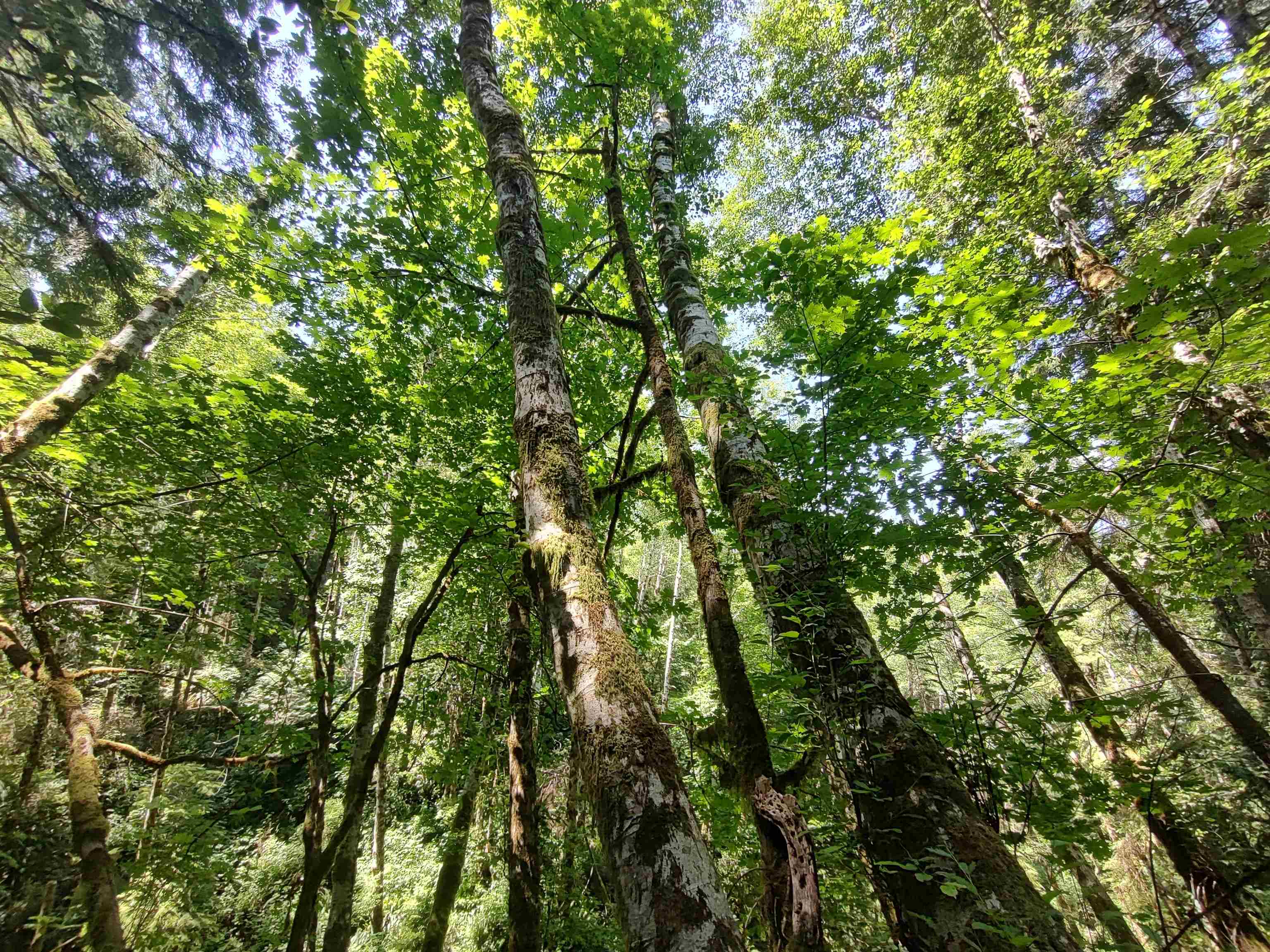 000 Rowdy Creek