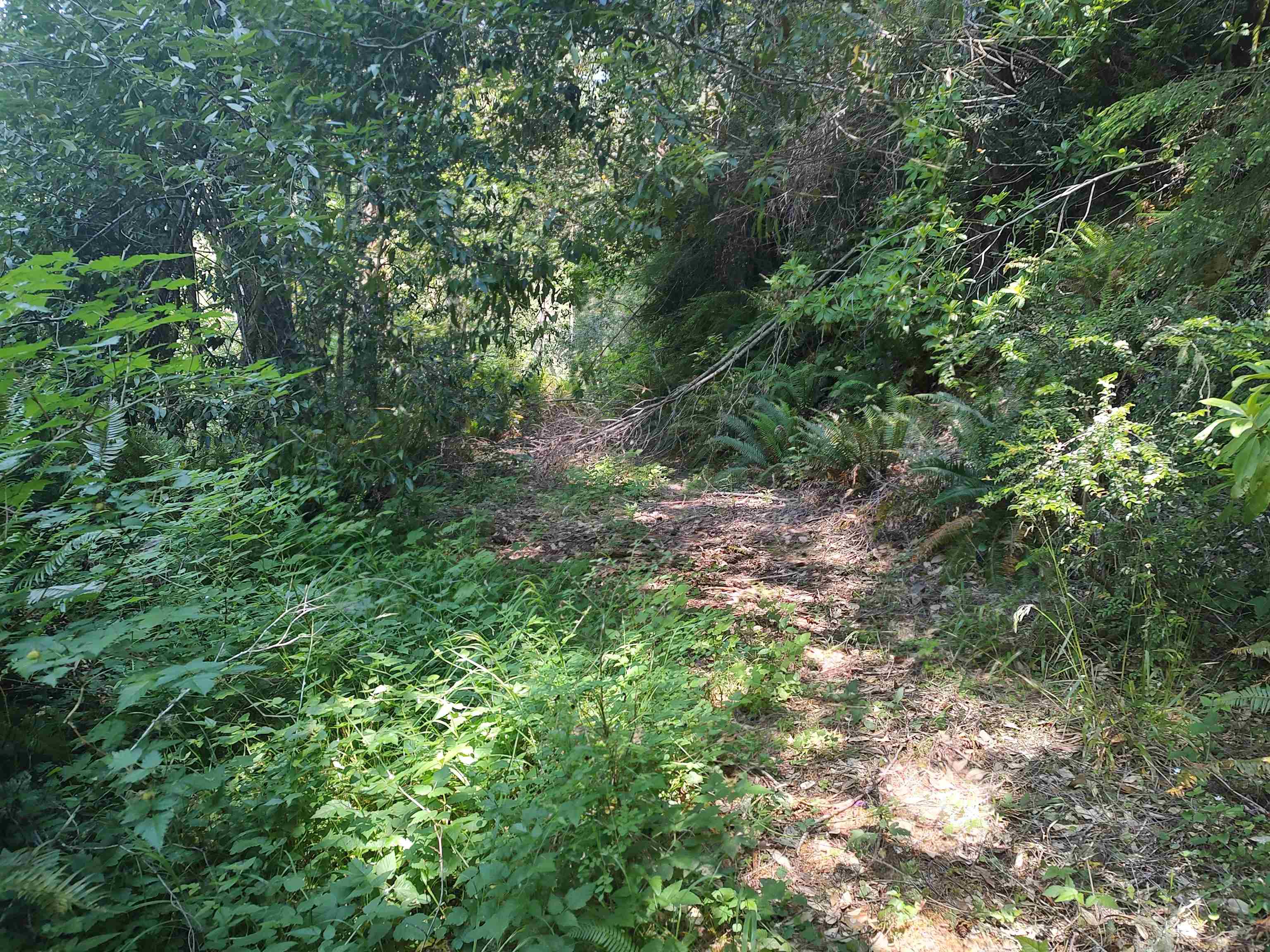 000 Rowdy Creek