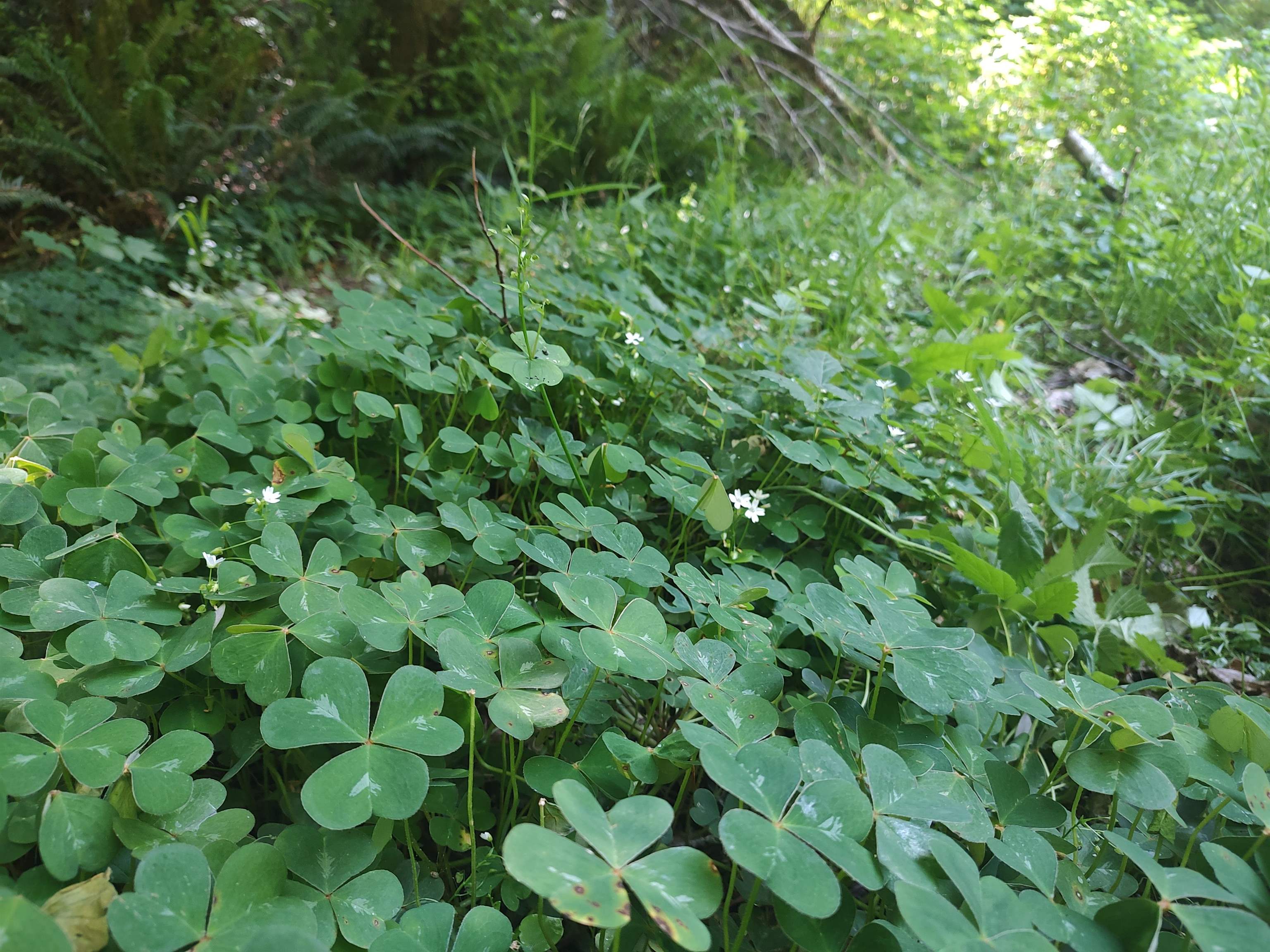 000 Rowdy Creek