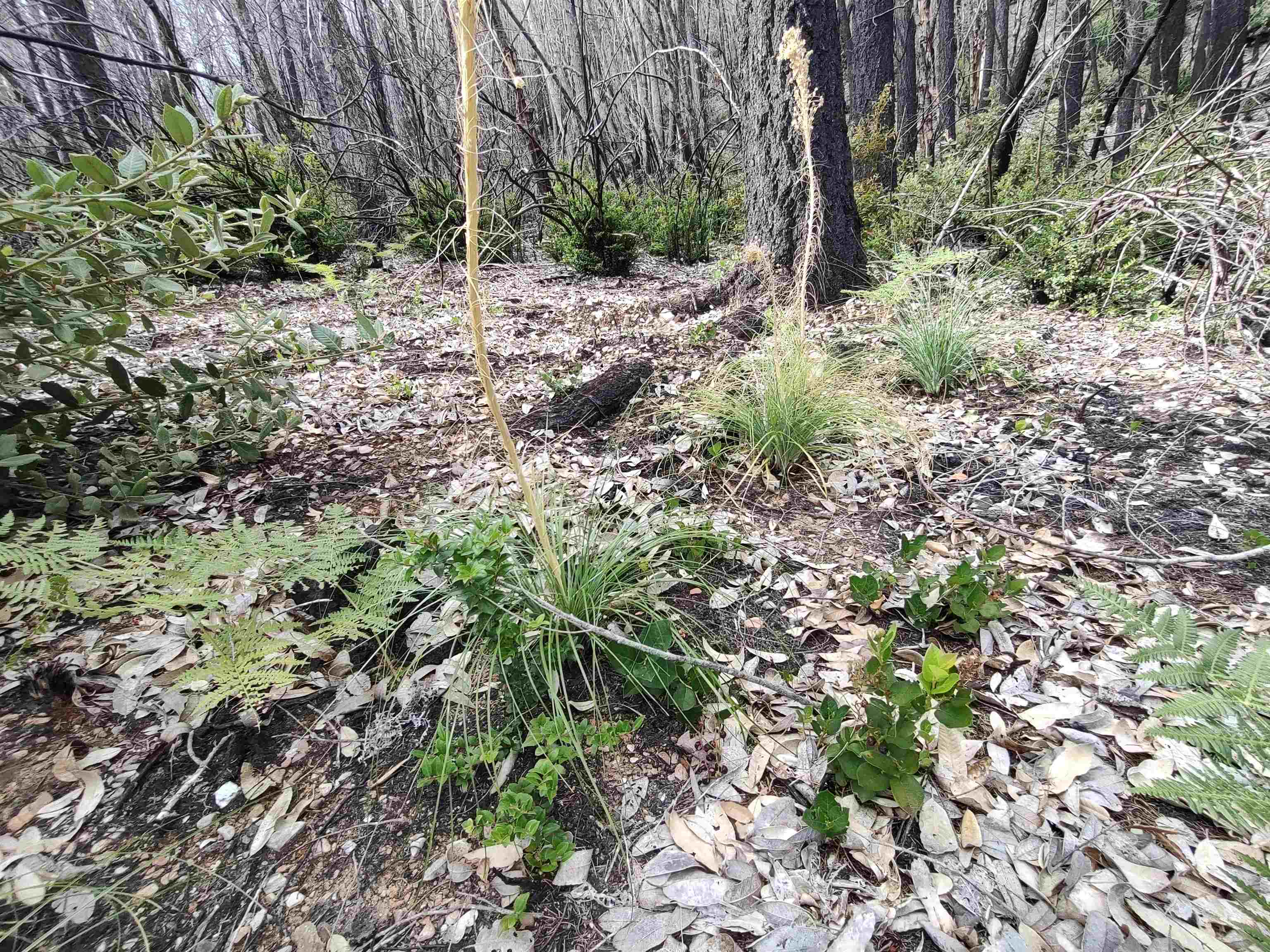 122180019 17N05