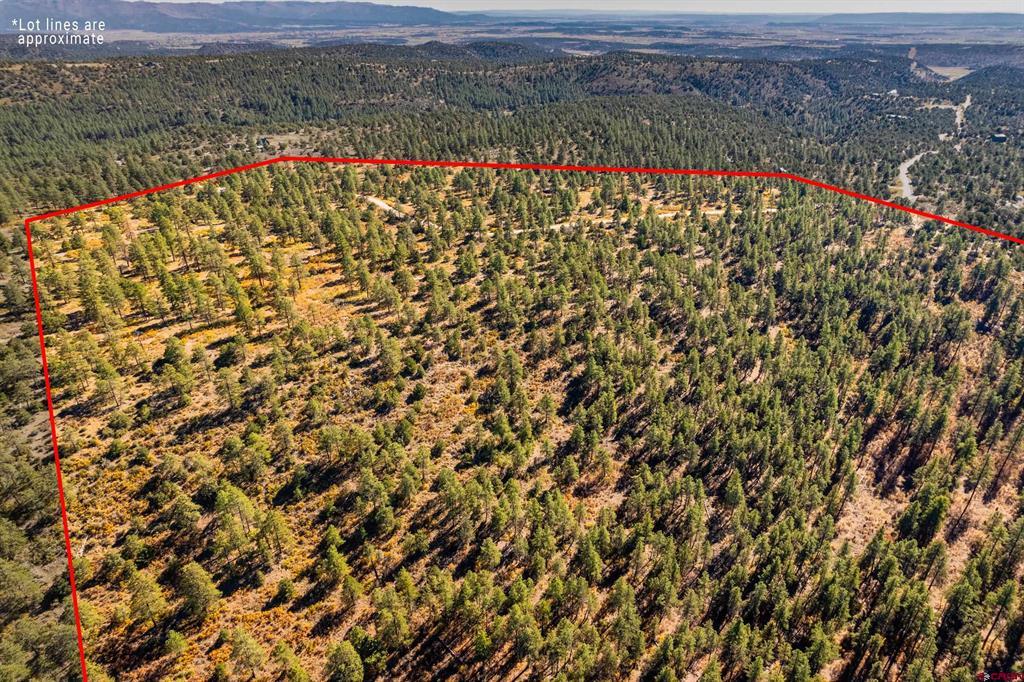 Aerial view of a forested parcel outlined in red, with distant hills and a valley.