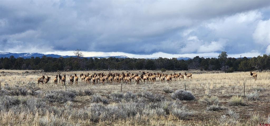 4915 County Road 510