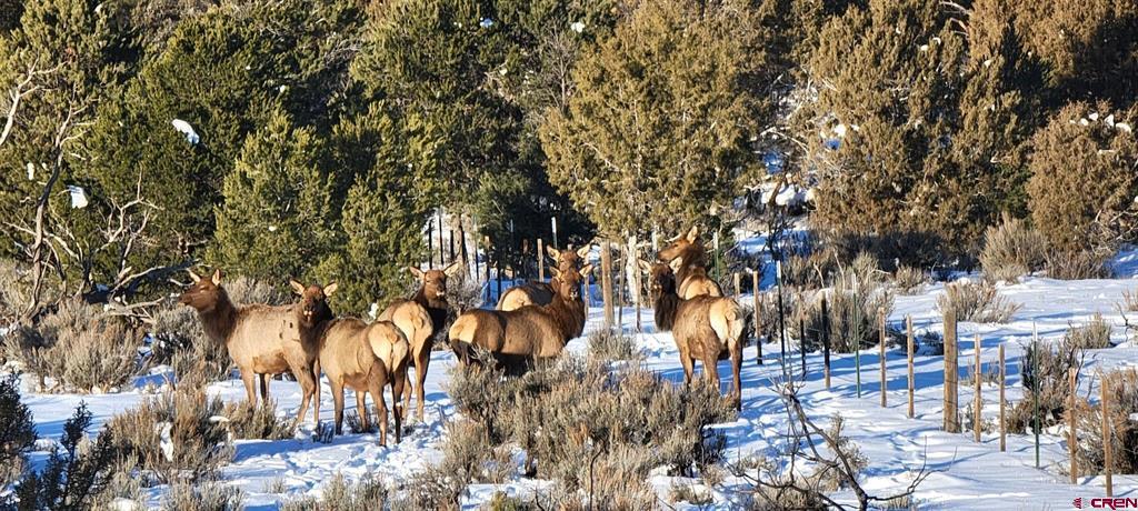 4915 County Road 510