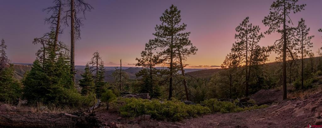 Wooded vacant lot with pine trees overlooking a distant valley at dusk.