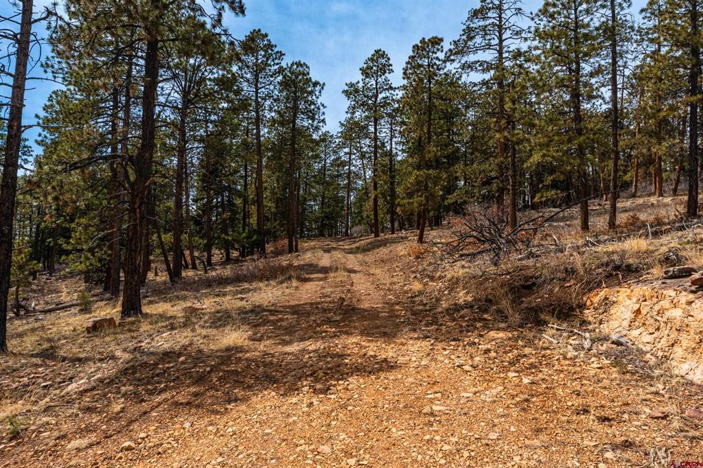 Wooded vacant lot with a rocky track winding uphill through pine trees.
