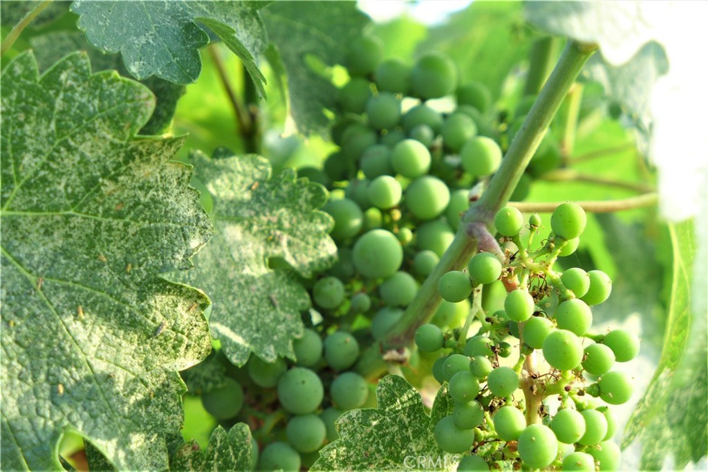 29972 Chihuahua Valley Road