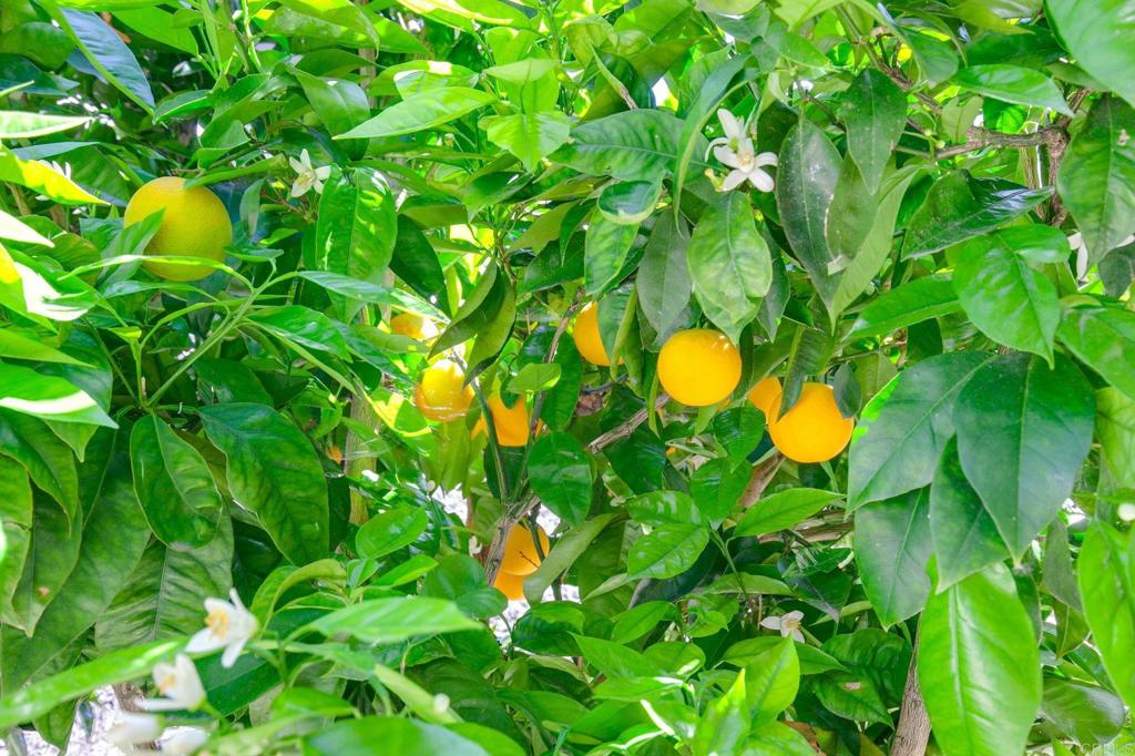 155 Las Flores Drive 24