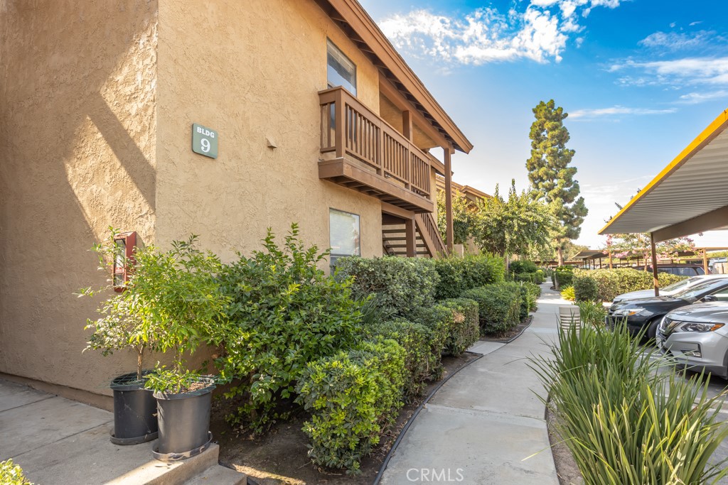 65 Orange Blossom 80