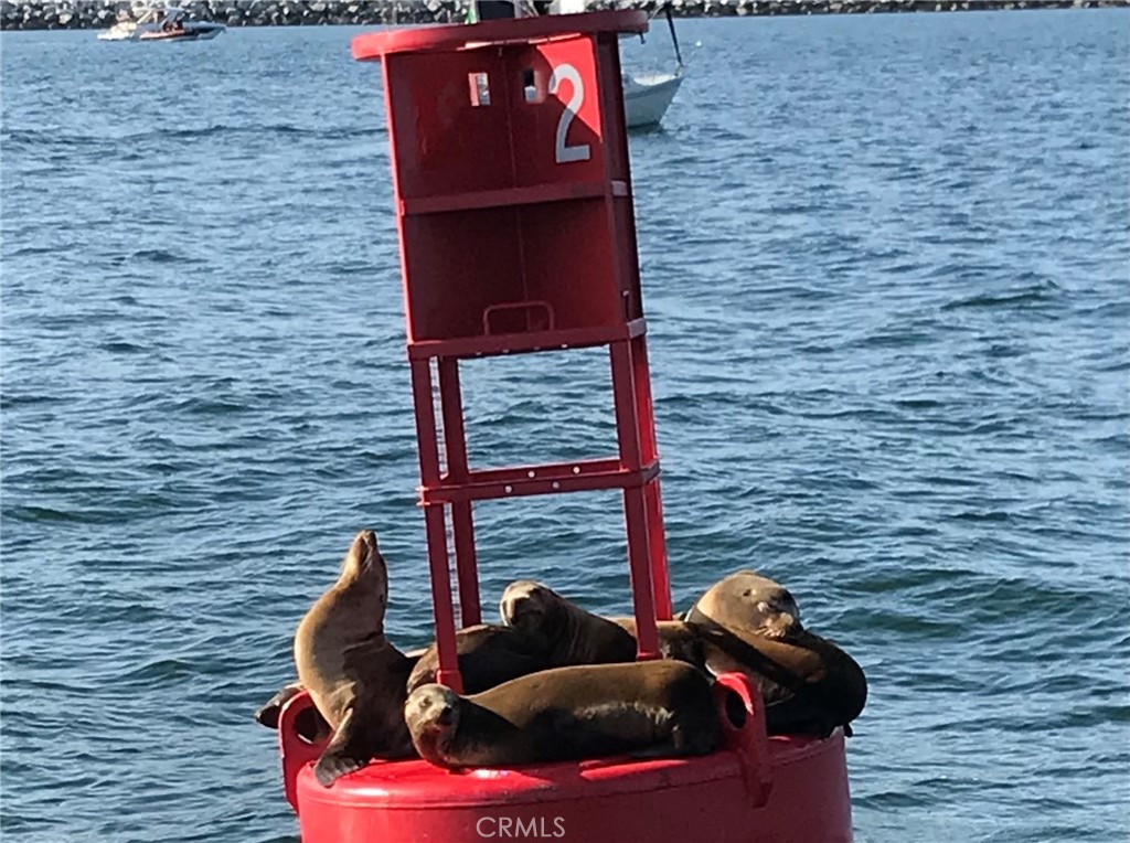 33611 Dana Vista Drive 32