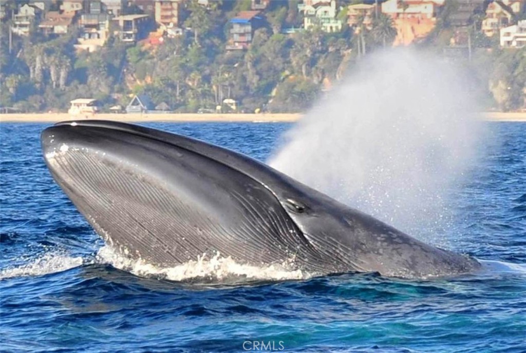 34071 Amber Lantern Street