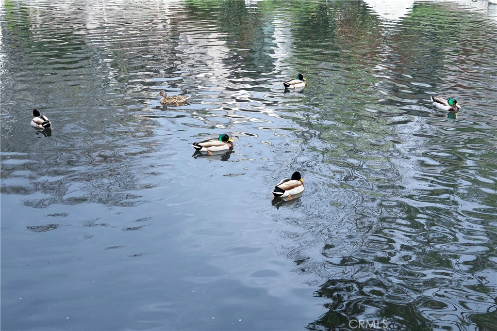 26701 Quail Creek 77