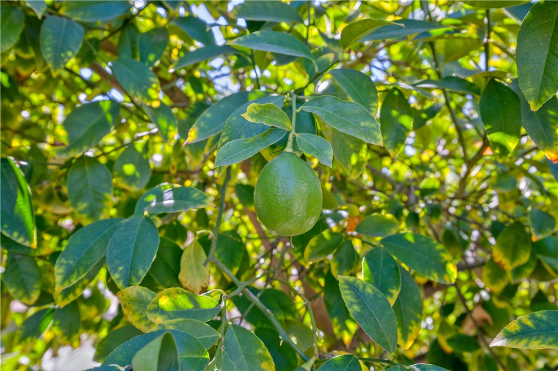 1007 S Magnolia Avenue