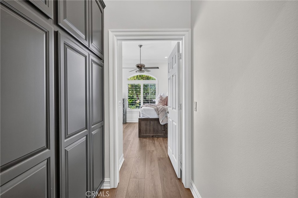 34830 Olive Tree