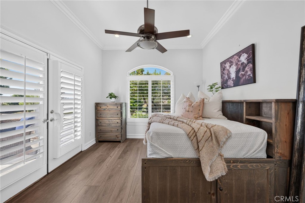 34830 Olive Tree