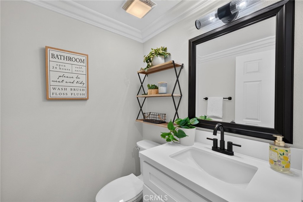 34830 Olive Tree