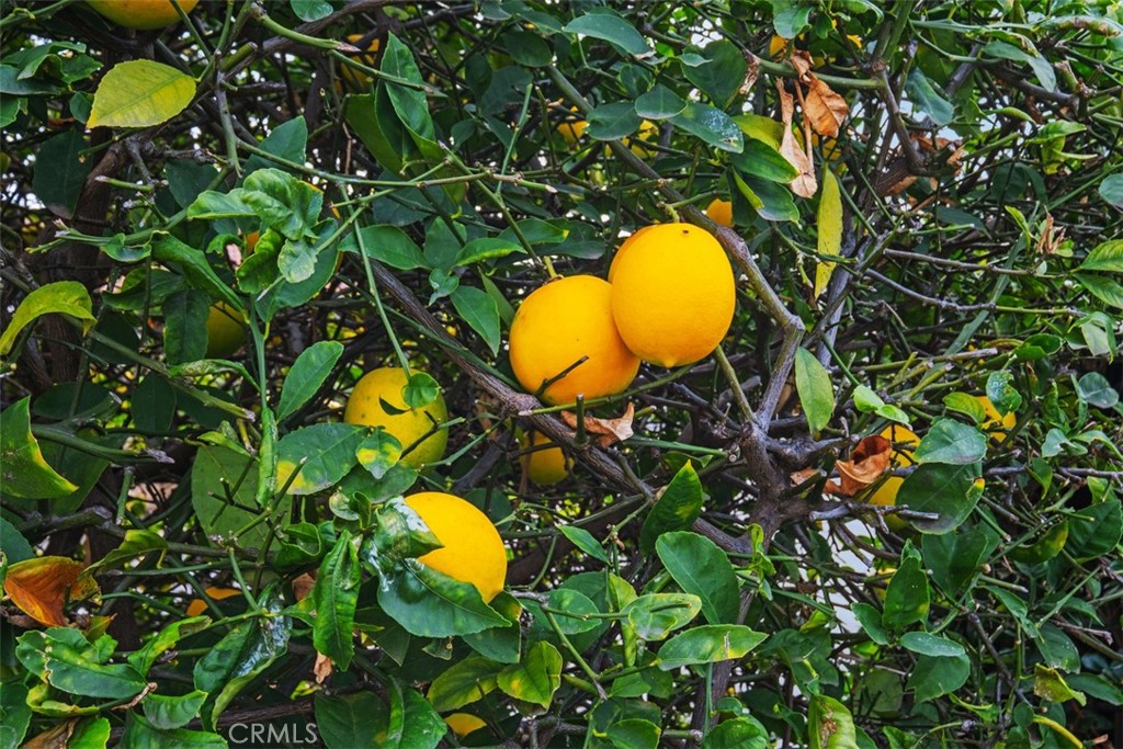 1281 Dominica Circle