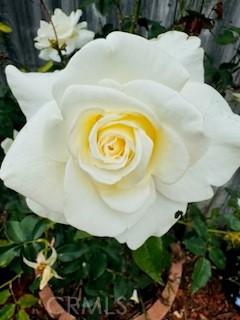 1831 E Orange Grove Avenue