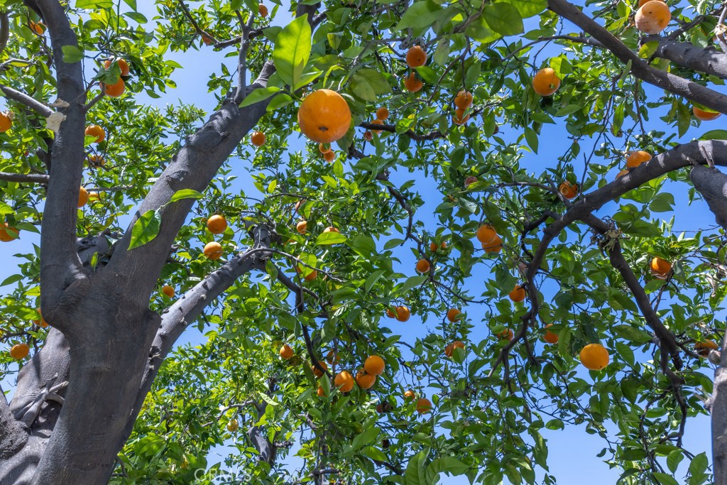 14503 Halcourt Avenue