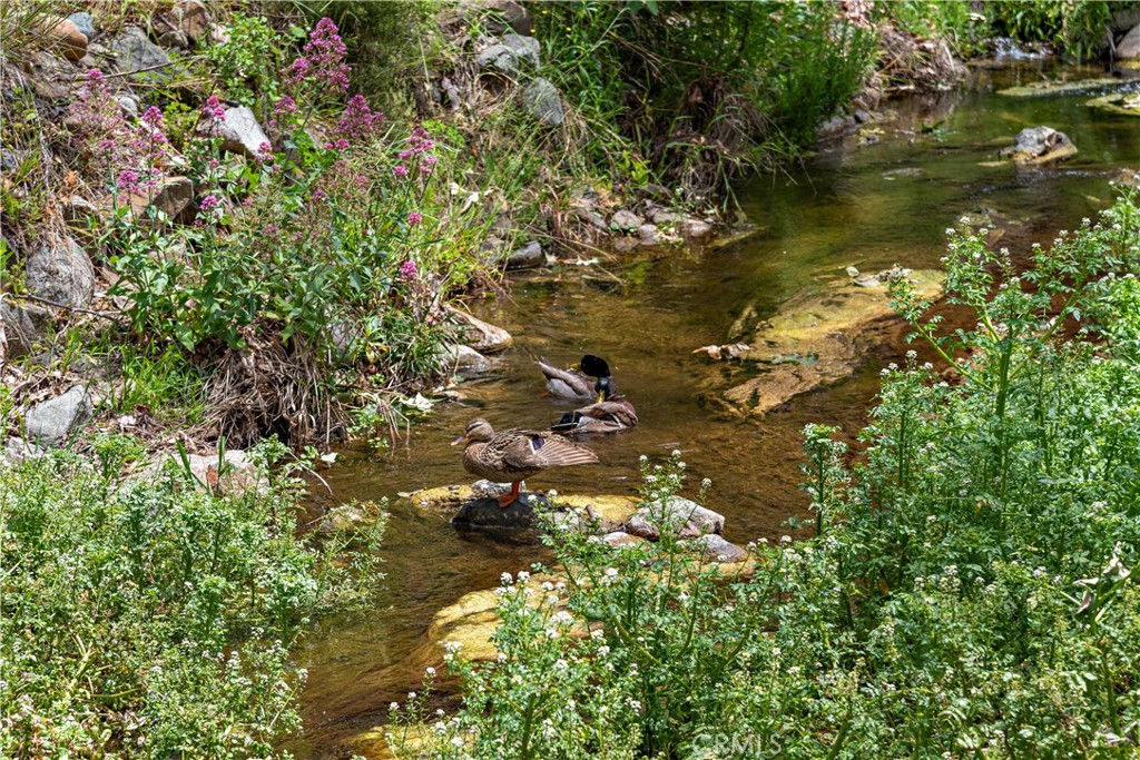 29229 Hazel Bell Drive