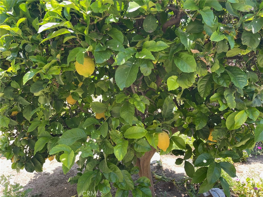 7933 Rhea Vista Drive