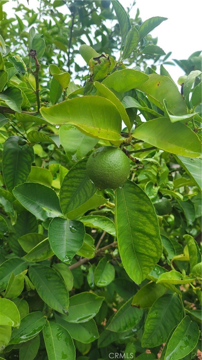 2052 Rusty Spur Road