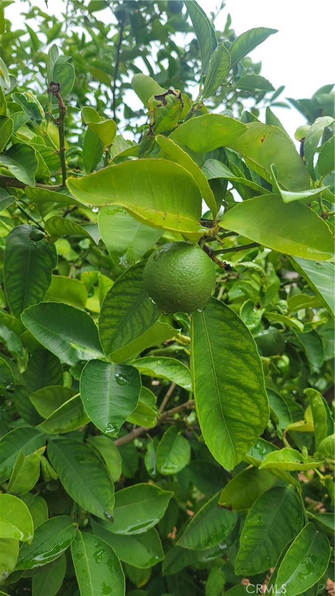 2052 Rusty Spur Road