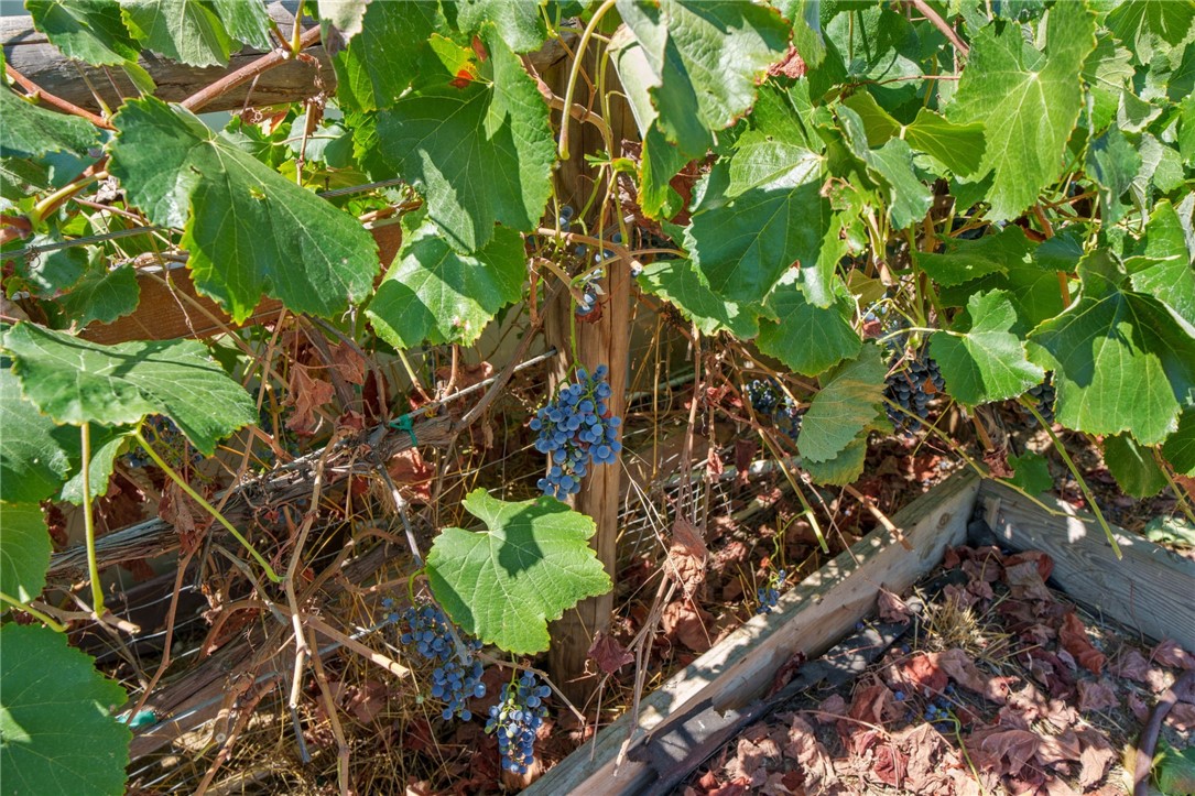 40536 Angelica Drive