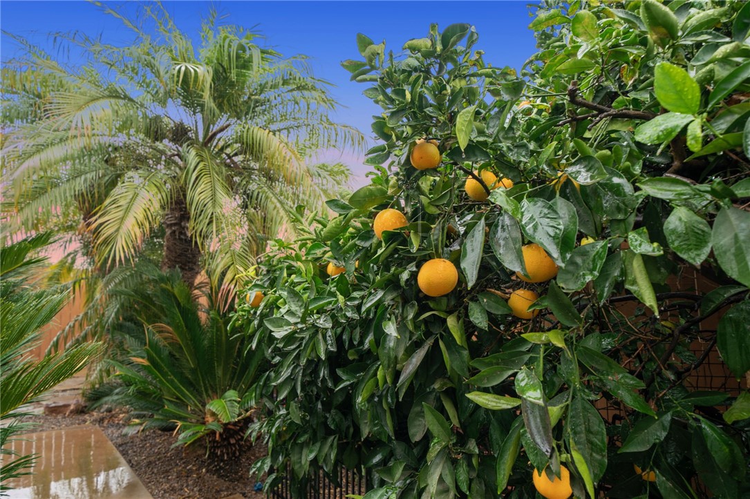 1115 Buena Vista Avenue