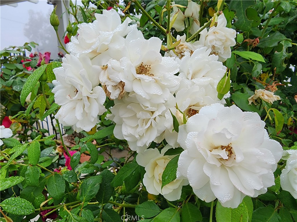 31725 Red Mountain Road