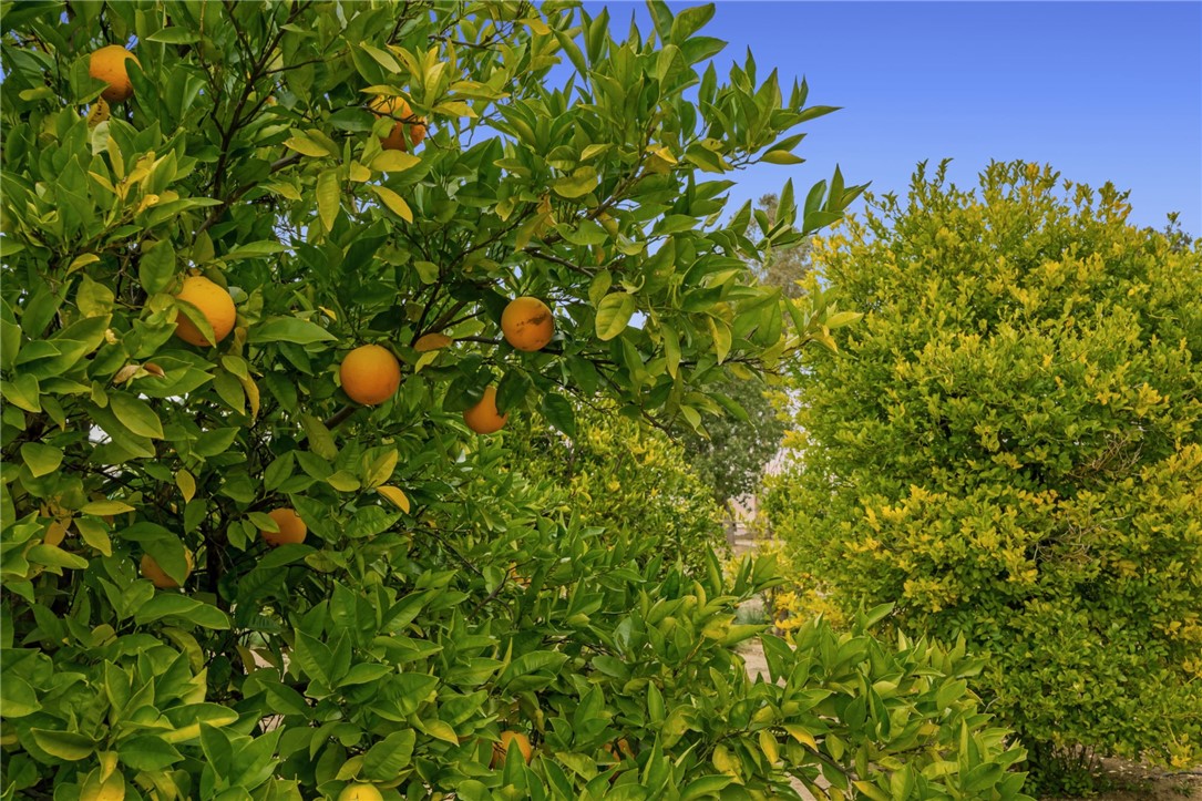 31725 Red Mountain Road