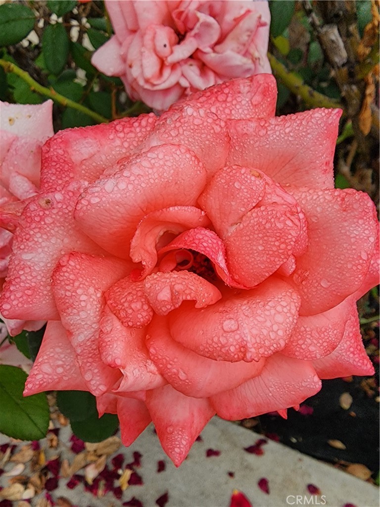 31725 Red Mountain Road